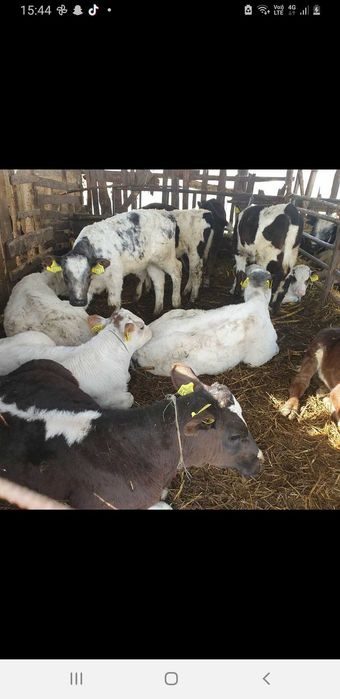 Vind 30 de vaci si un taure belgian