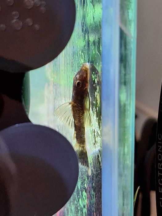 Сомче - Анциструс