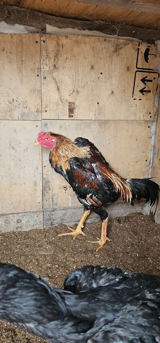 Дакан бойцовая птица