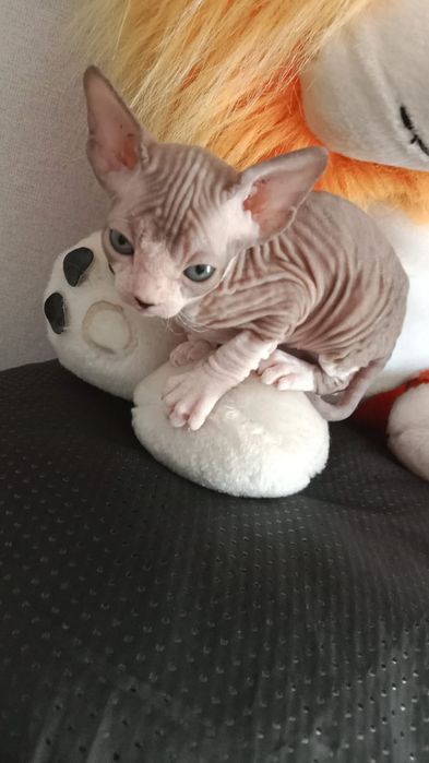 Продам котят сфинкса