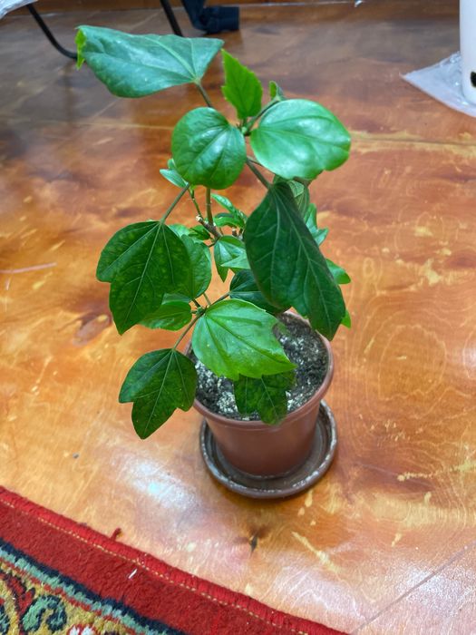 Домашние ростения