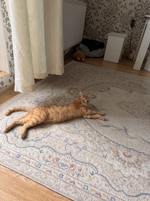 Кот отдам в хорошие руки