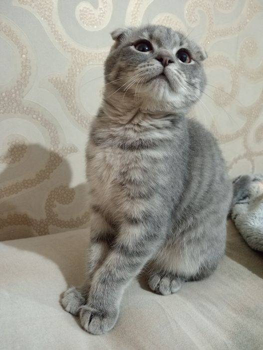 Срочно Продаем Породистого Котенка