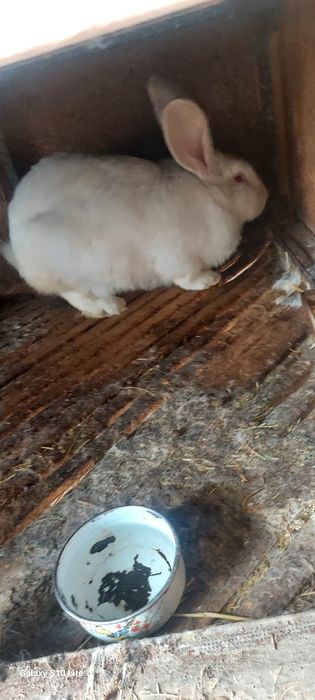 Срочна продам, кроликав