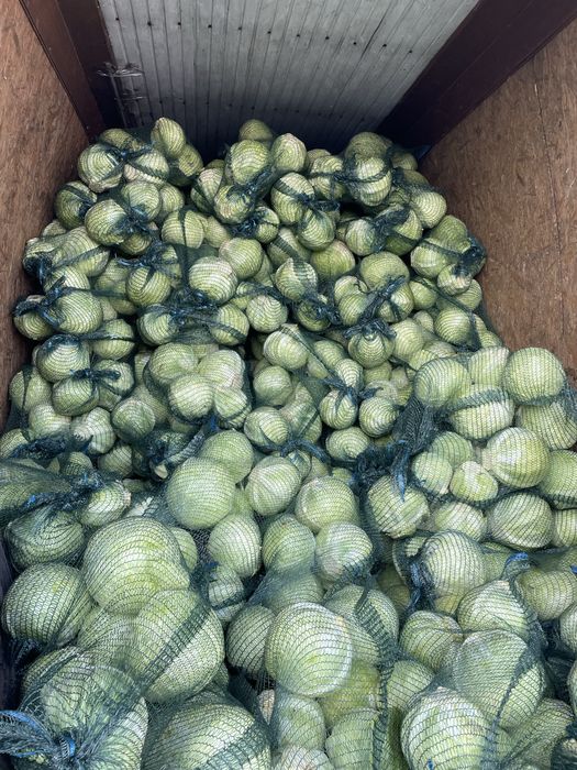 Varză Coronet de vânzare