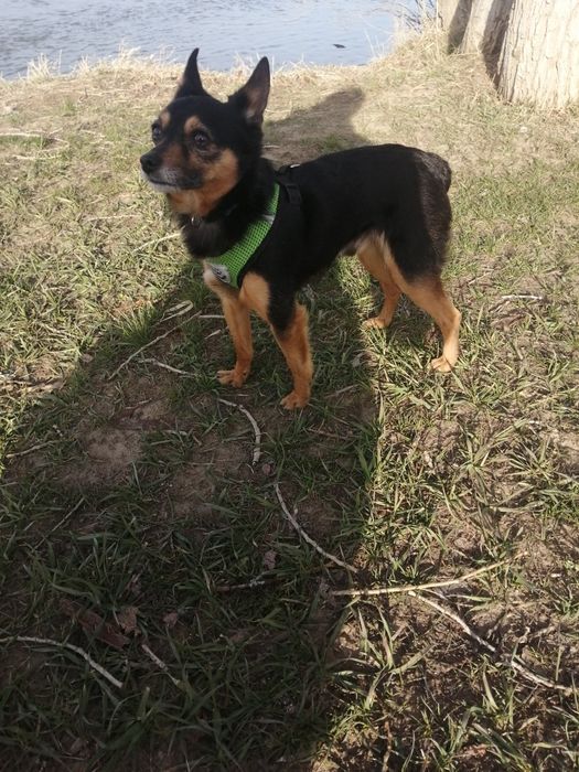 Мальчик той-терьер для вязки