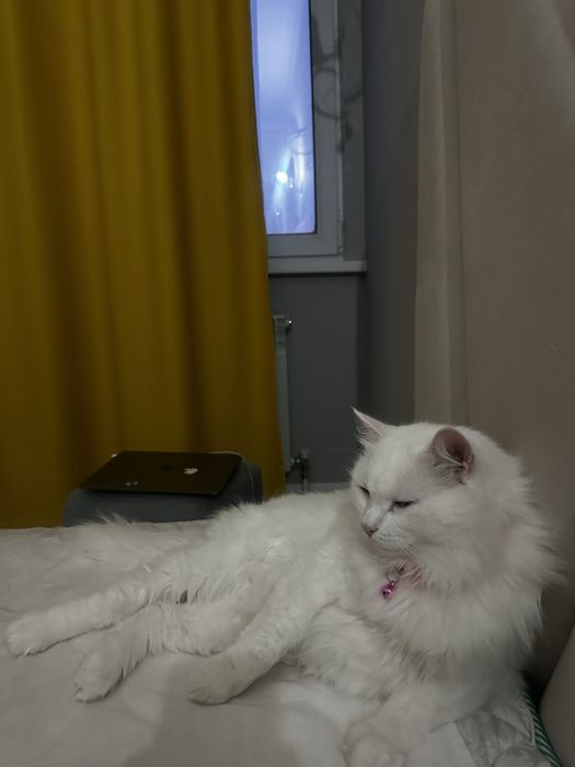 Ищем хозяина нашему мальчику