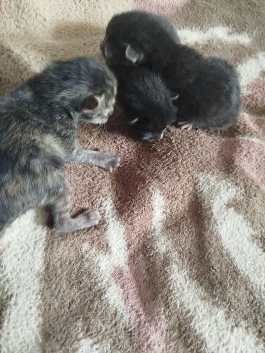 Продом 2 котят кошки