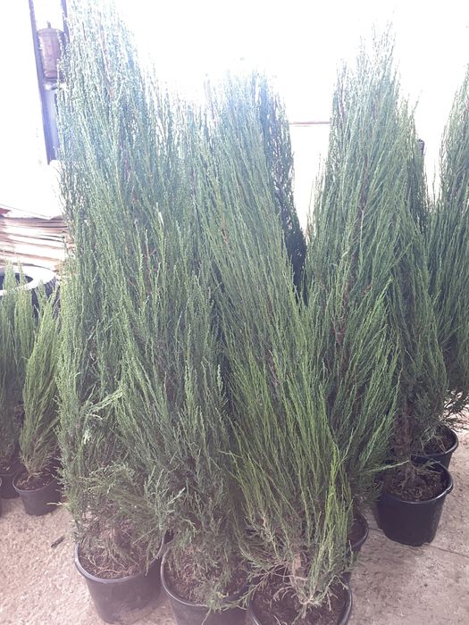 Ель коника, Ель инверса