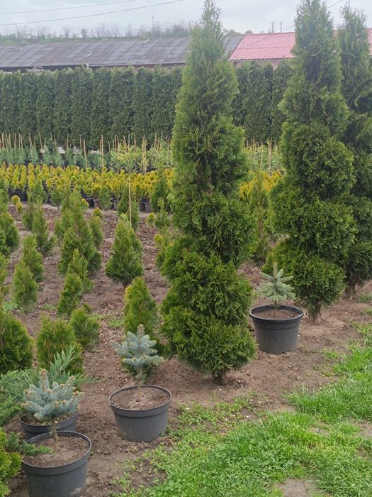 Tuia smarald , Leylandii, Globulari, Laur Englezesc