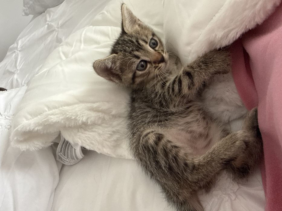Dau spre adoptie o pisicuta