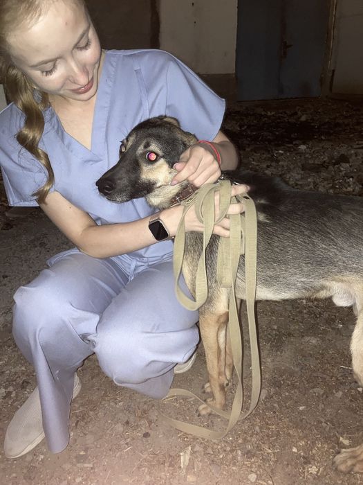 Молодой ласковый пес