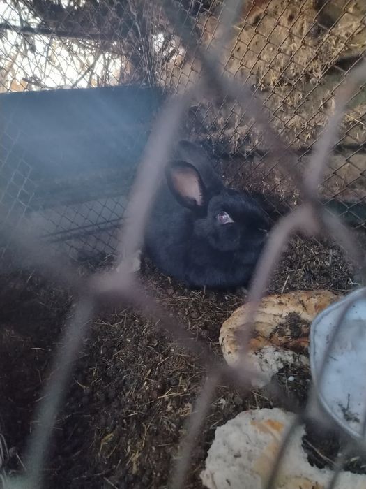 Продам Кроликов.