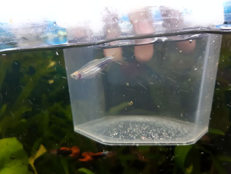 Продам или Обменяю Данио Рерио