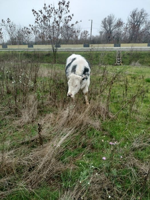 Vand junica 11 luni albastu belgian