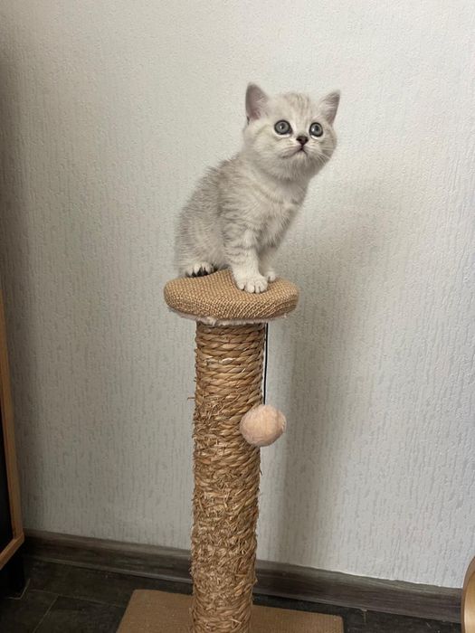 Pisicuta Scottish / British