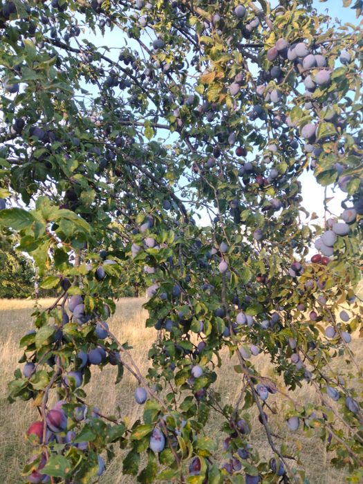Vand prune.