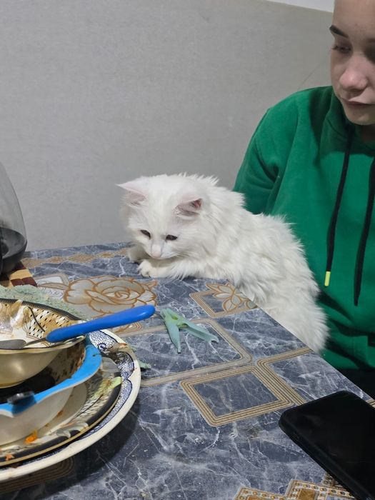 Турецкая ангорка