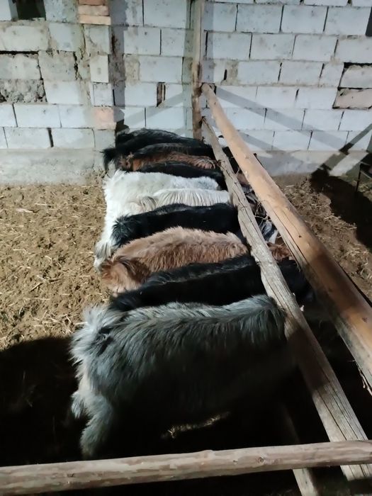 Echkilar tirik vazinga sotiladi