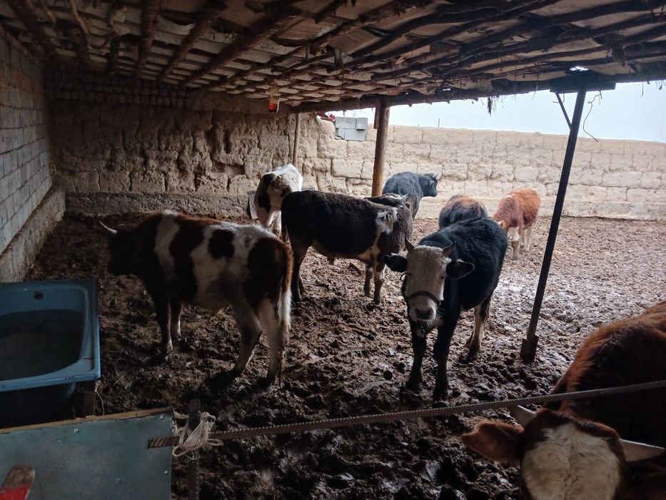 Букалар сатылады