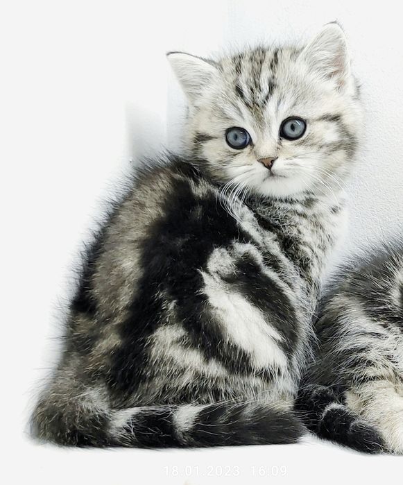 ОчаРоваШки КотикИ _ ШотлАндСкиЕ