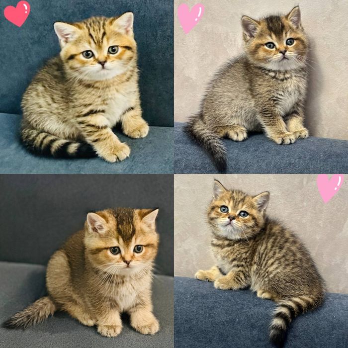 ВЯЗКА.Шикарный чистокровный  британец, серебристая шиншилла.