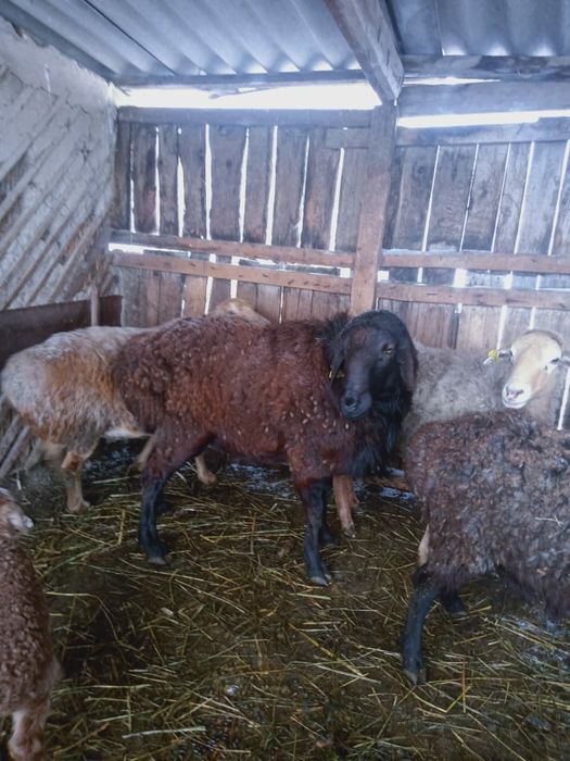 Кошкар продам .кошкар сатылады