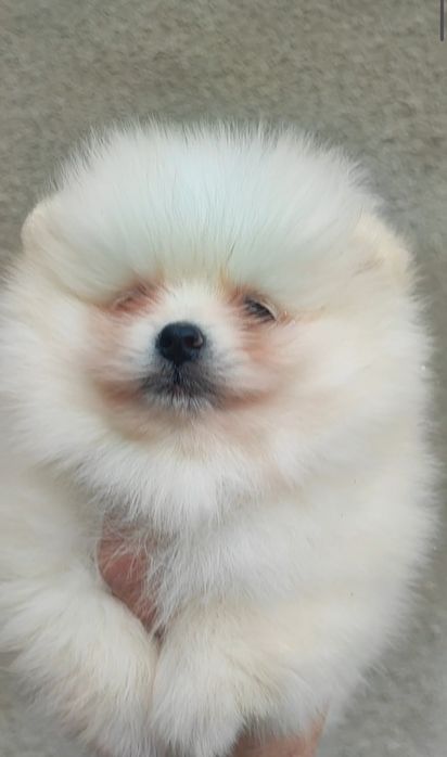 Померан померанче