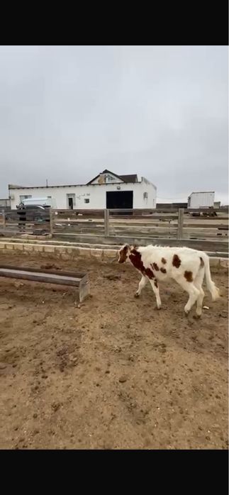 Сиыр қашар баспағымен