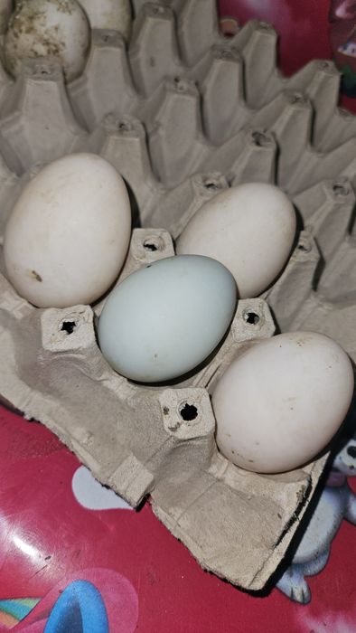 Oua rațe de incubat