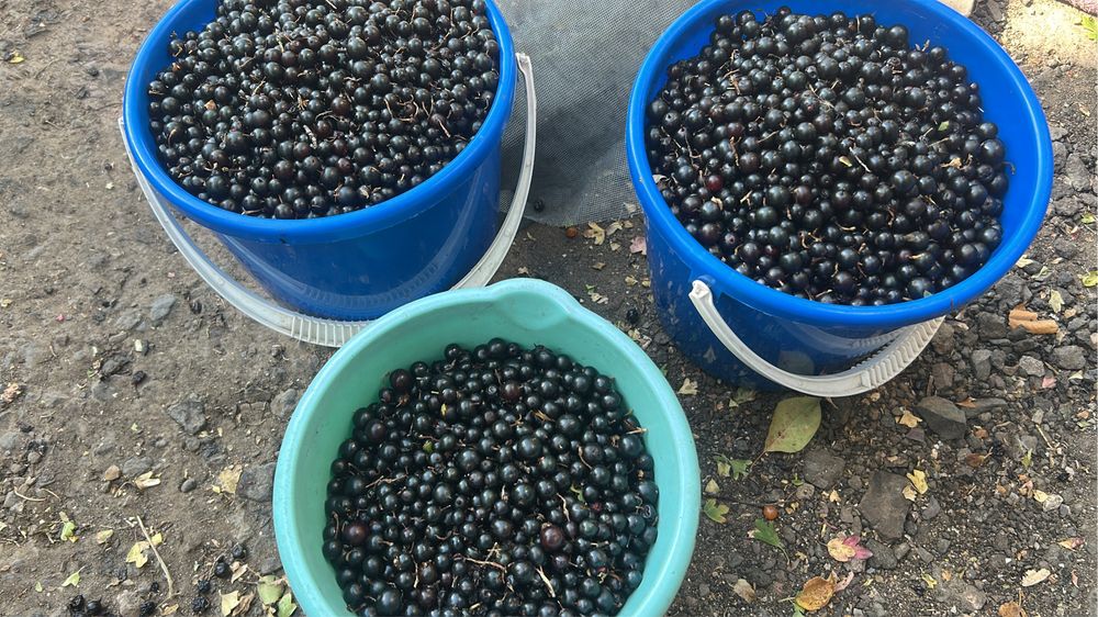 Продам смородину последный дней