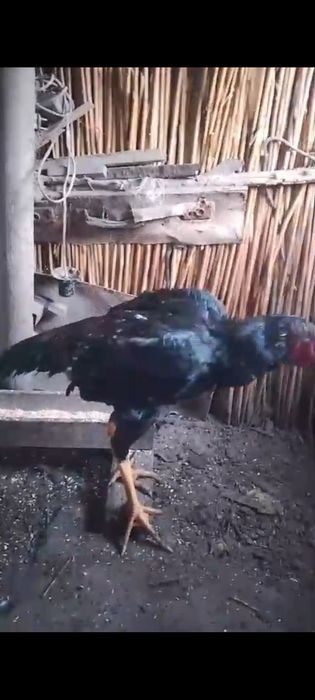 Дакан жужики и курицы