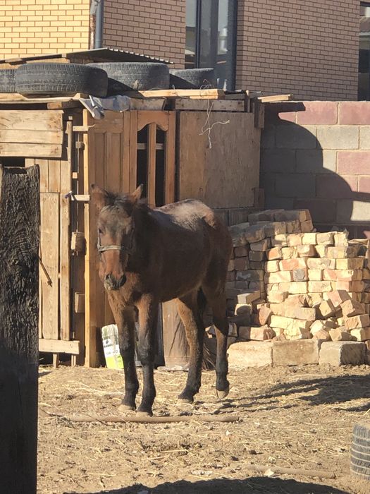 Тай сатылады семиз
