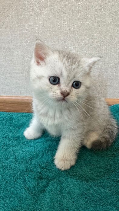 Продаются котята,шотландские скоттиш фолд и страйк