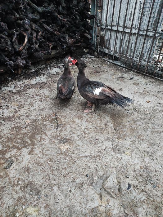 Schimb rățoi lesesc ciocolatiu din primăvară