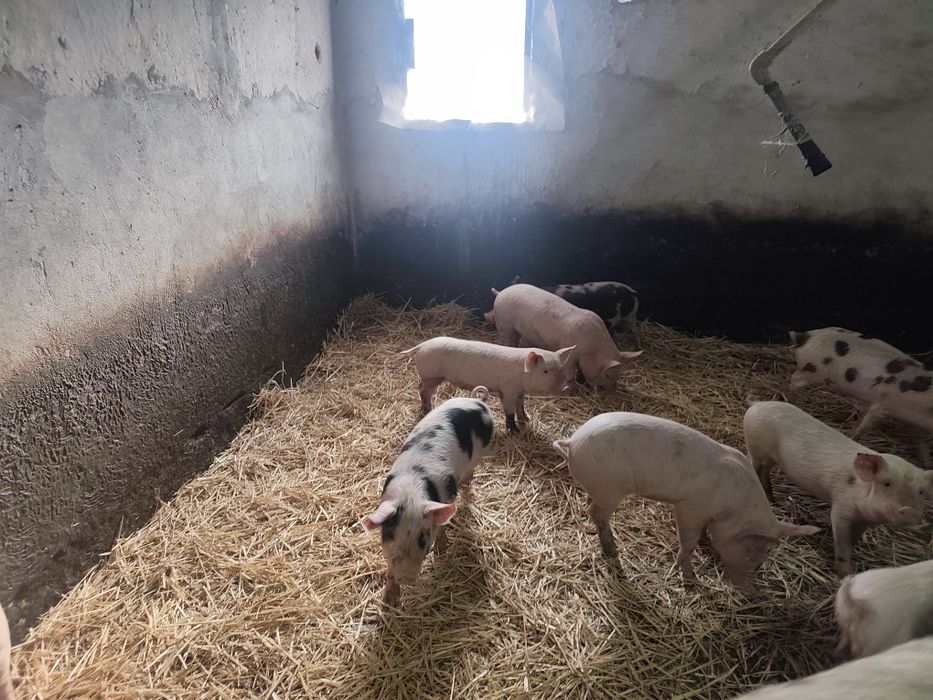 Поросята 2,5 месячные