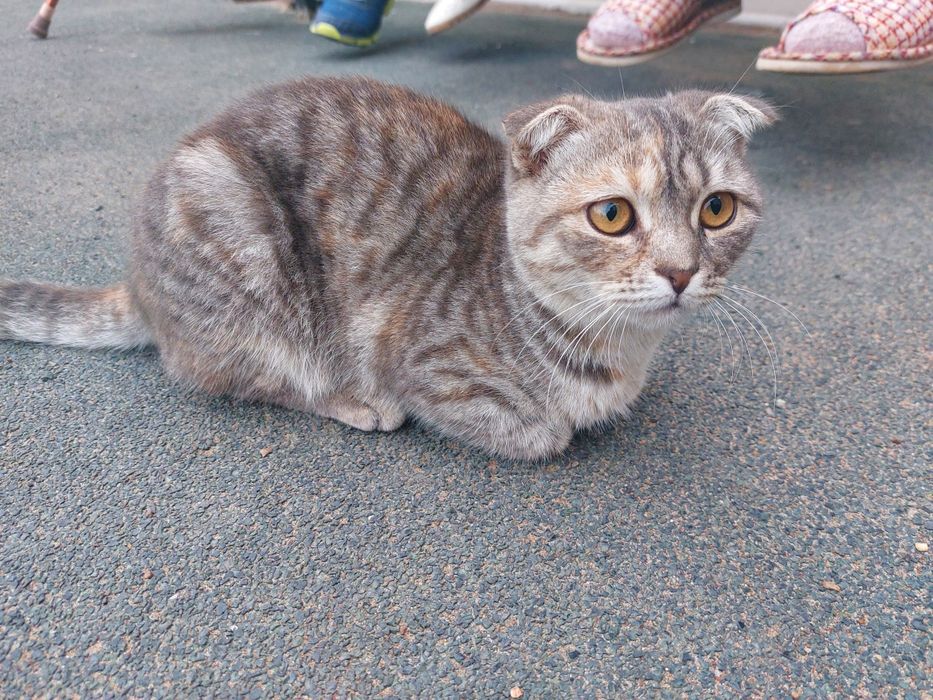 В добрые руки молодая кошечка.