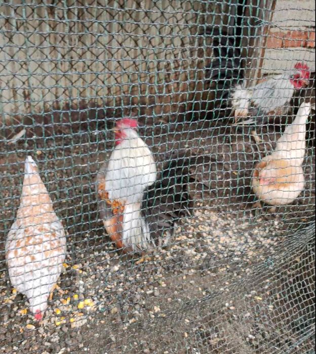 Продавам Серами, цената е за чифт (декоративни кокошки и петлета)