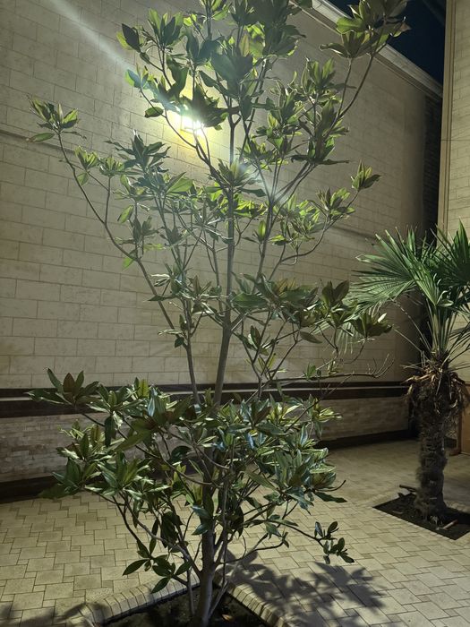 Пальма и магнолия