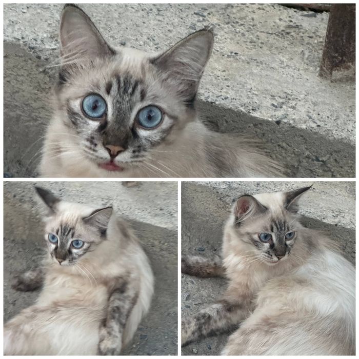 Пристраиваются кошки