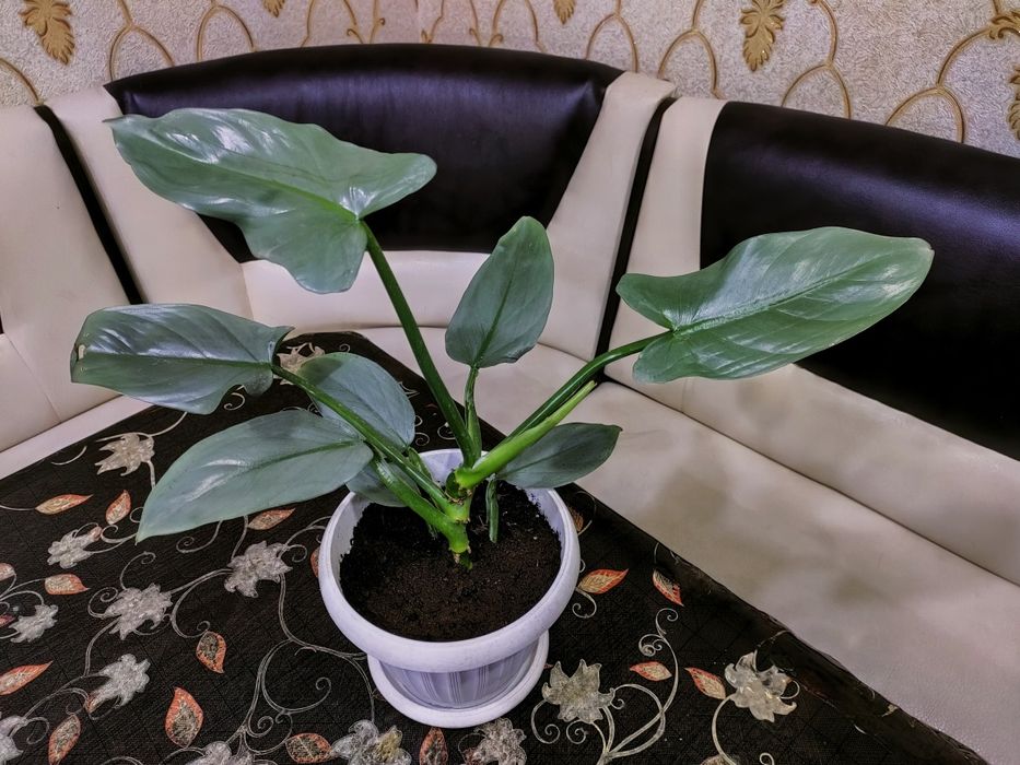 Комнатные растения, доставка