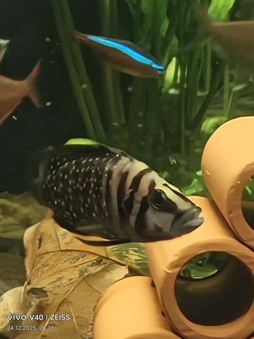 Продам цихлид Кальвус