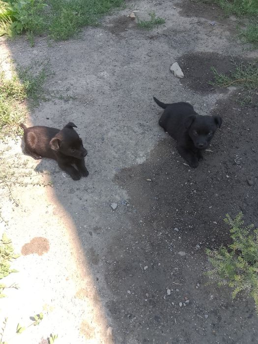 Отдам бесплатно щенят
