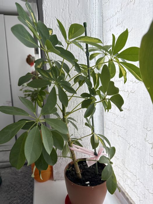 Шеффлера цветы.