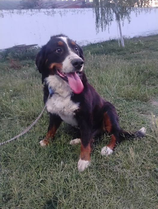 Femela Ciobanesc de berna