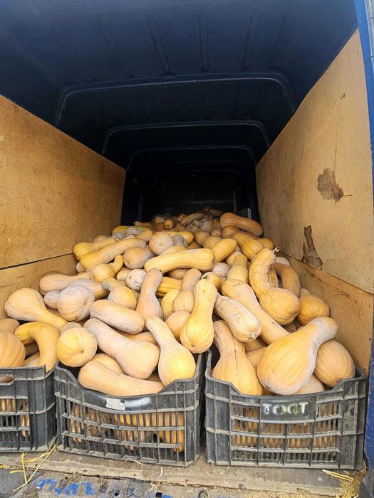 Тиква мускатна виола (цигулка)