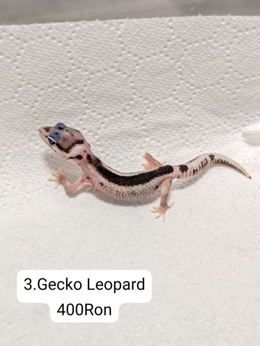 Soparla Gecko Leopard