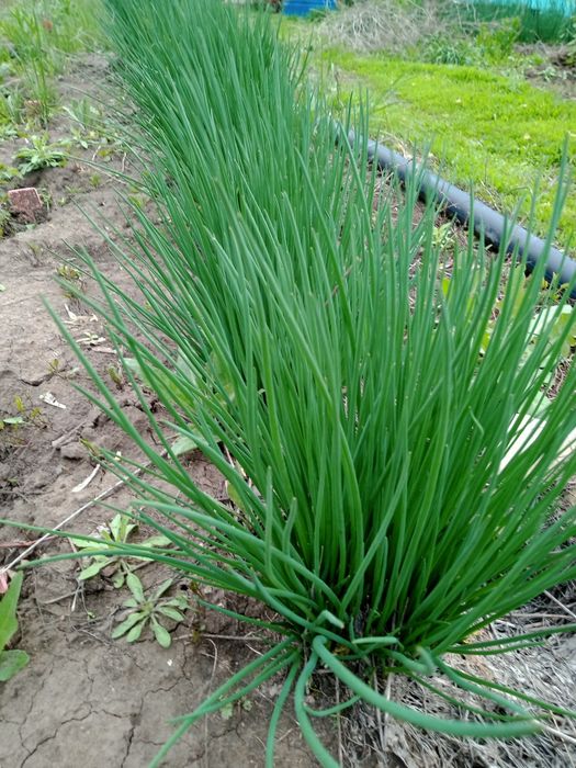 Продам лук многолетний