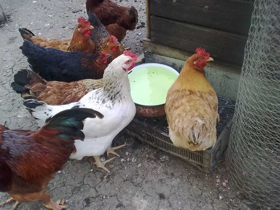 Oua proaspete Gaina,Prepelita.