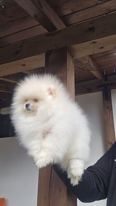 Мини Померан момче на 3 месеца